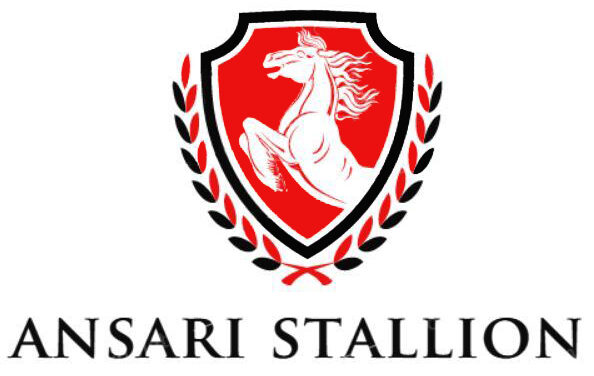 Ansari Stallion