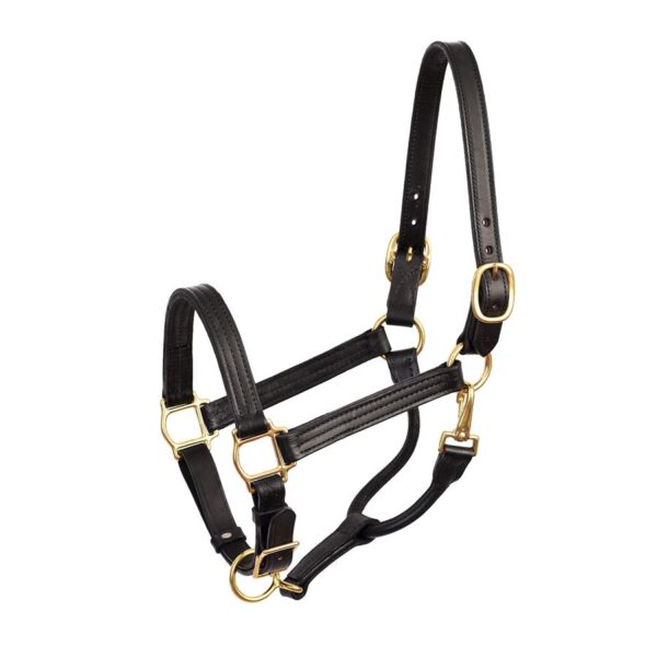 Halters & Leads